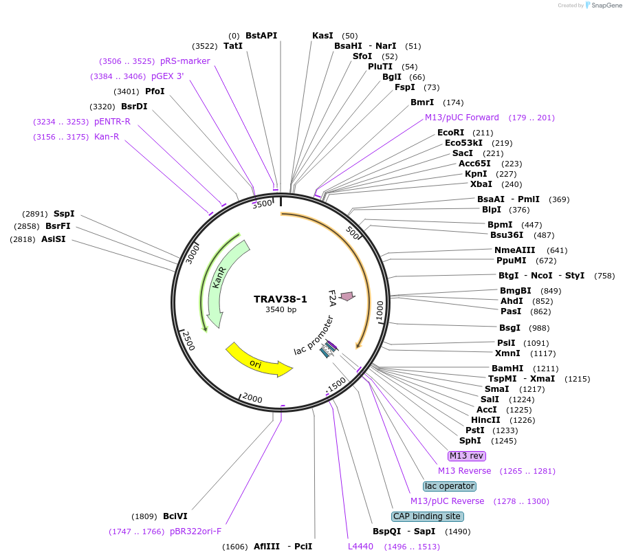 123404-plasmid-map-sequence-id-244182