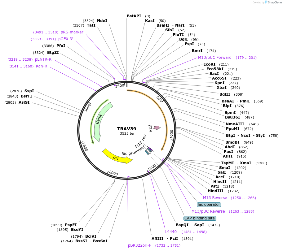 123406-plasmid-map-sequence-id-244185