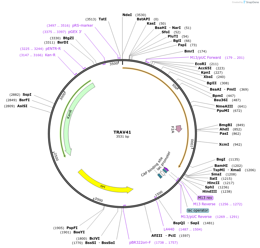 123408-plasmid-map-sequence-id-244186