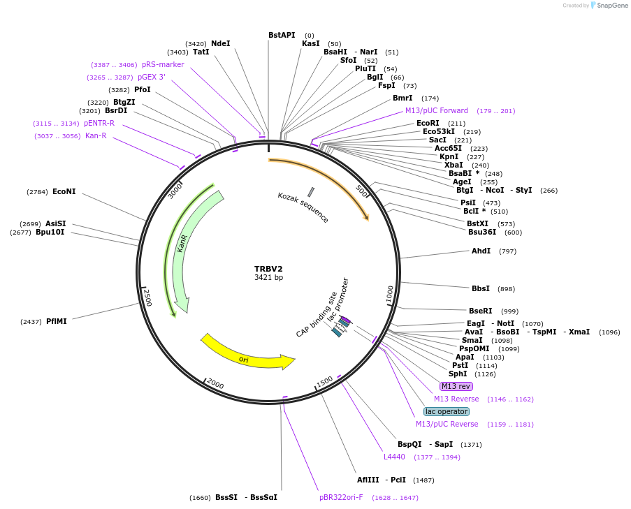 123409-plasmid-map-sequence-id-244187