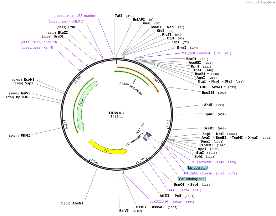 123411-plasmid-map-sequence-id-244188