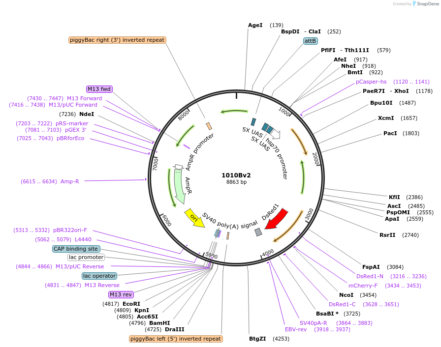 125643-plasmid-map-sequence-id-244192