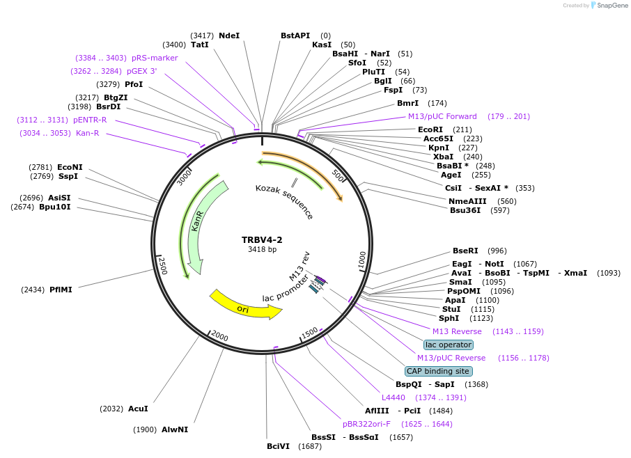 123412-plasmid-map-sequence-id-244196