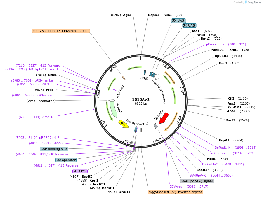 125642-plasmid-map-sequence-id-244197