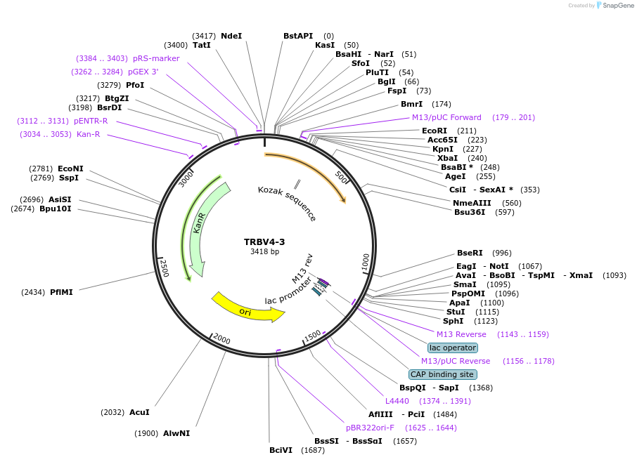 123413-plasmid-map-sequence-id-244199