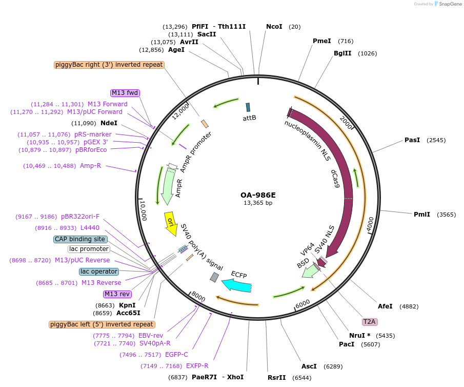 125002-plasmid-map-sequence-id-244200