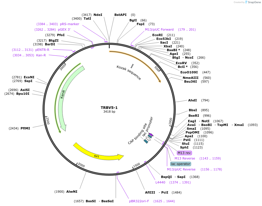 123414-plasmid-map-sequence-id-244208