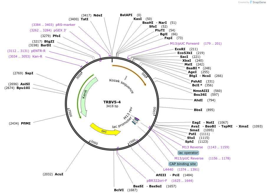 123416-plasmid-map-sequence-id-244213