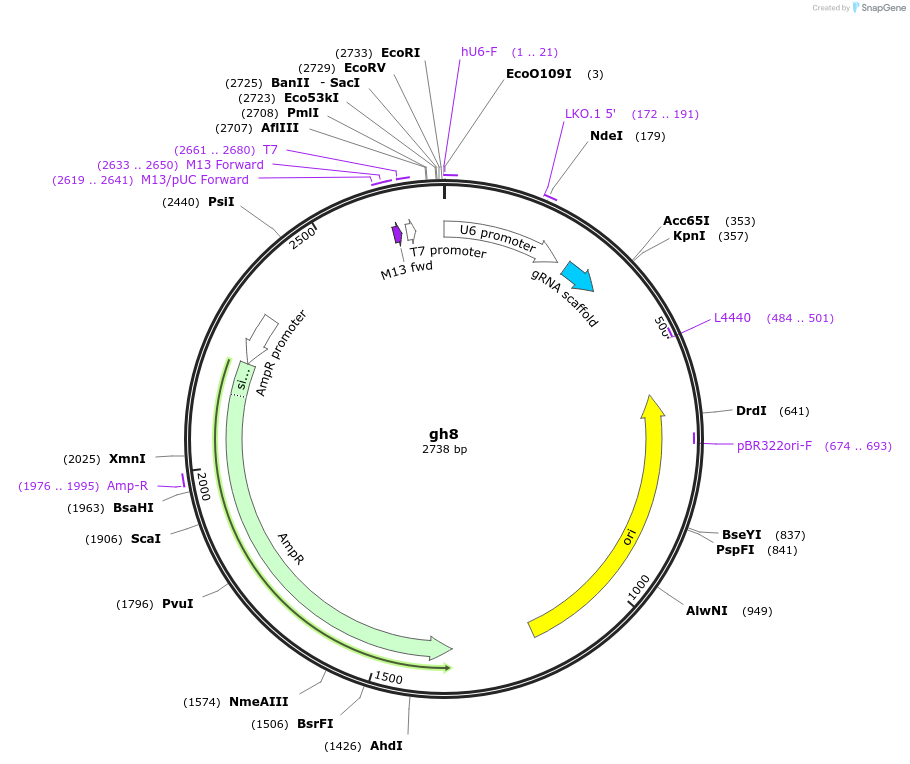 106692-plasmid-map-sequence-id-244218