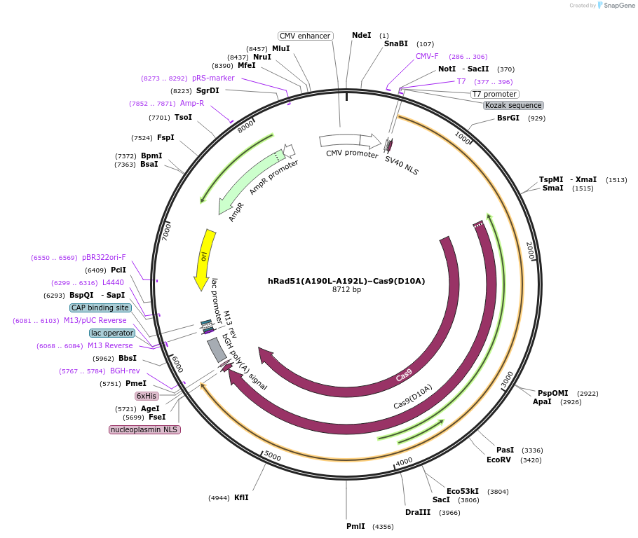 125562-plasmid-map-sequence-id-244219