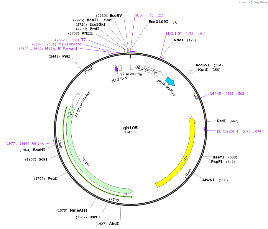 106775-plasmid-map-sequence-id-244221
