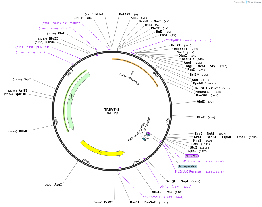 123417-plasmid-map-sequence-id-244224