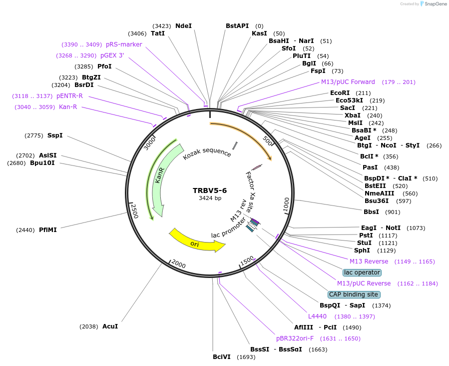 123418-plasmid-map-sequence-id-244229