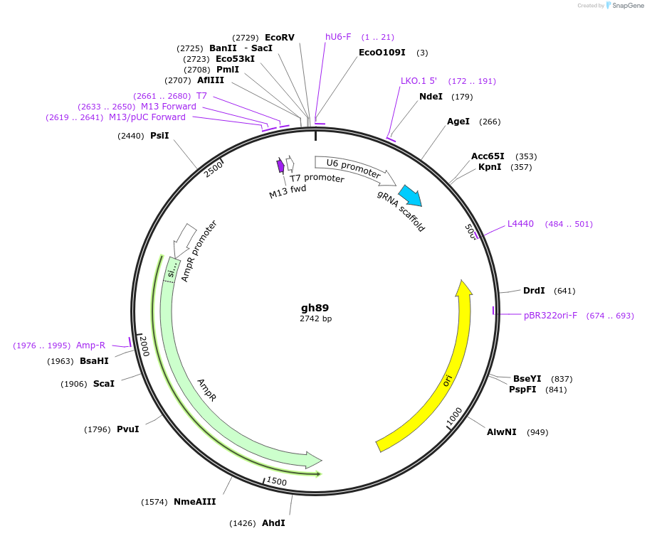 106760-plasmid-map-sequence-id-244231