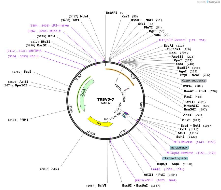 123419-plasmid-map-sequence-id-244234