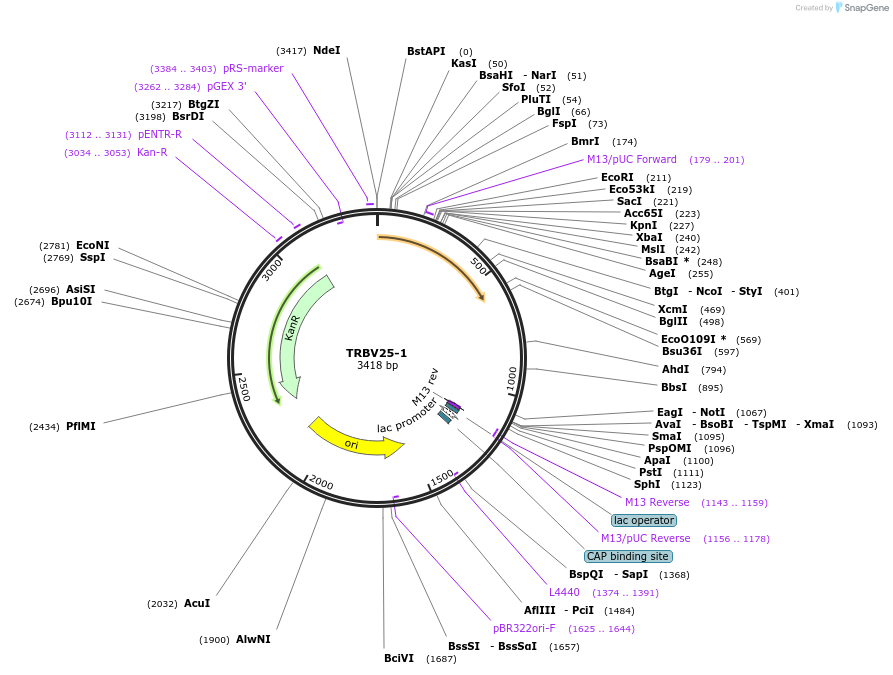 123456-plasmid-map-sequence-id-244235