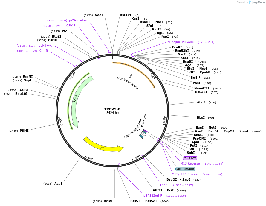 123420-plasmid-map-sequence-id-244236