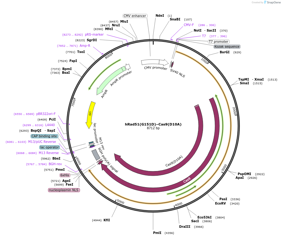 125565-plasmid-map-sequence-id-244239