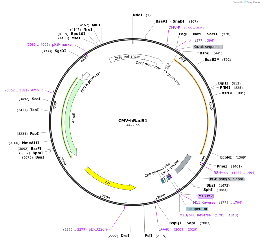 125570-plasmid-map-sequence-id-244246