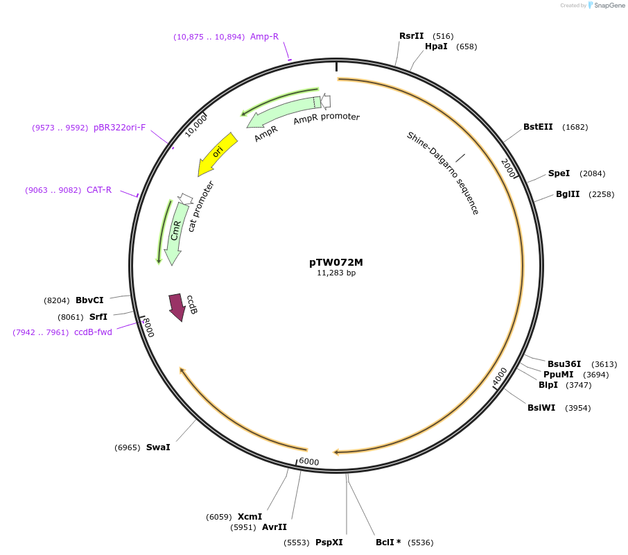 115960-plasmid-map-sequence-id-244255