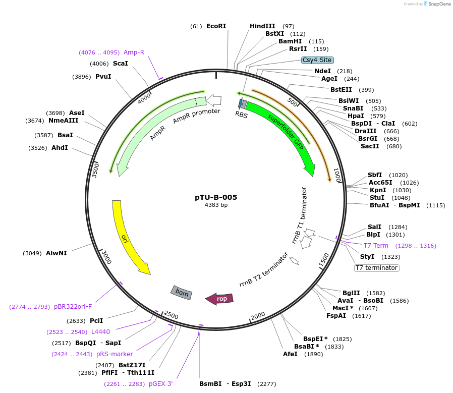 124413-plasmid-map-sequence-id-244263