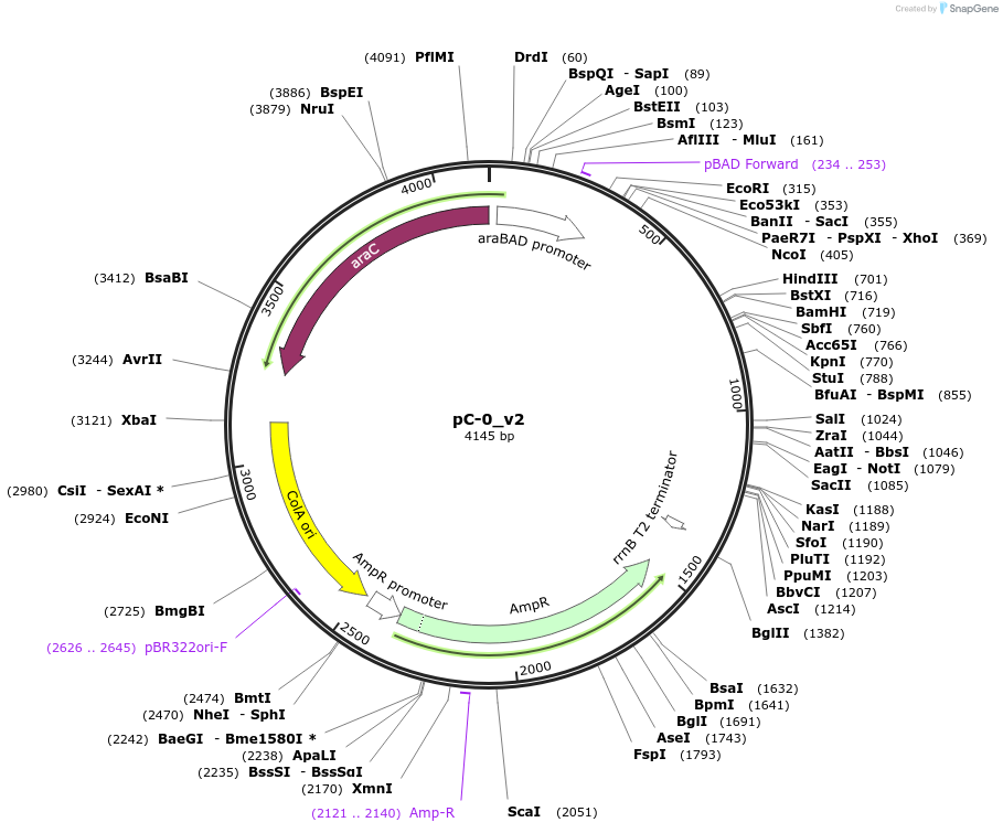 124422-plasmid-map-sequence-id-244265