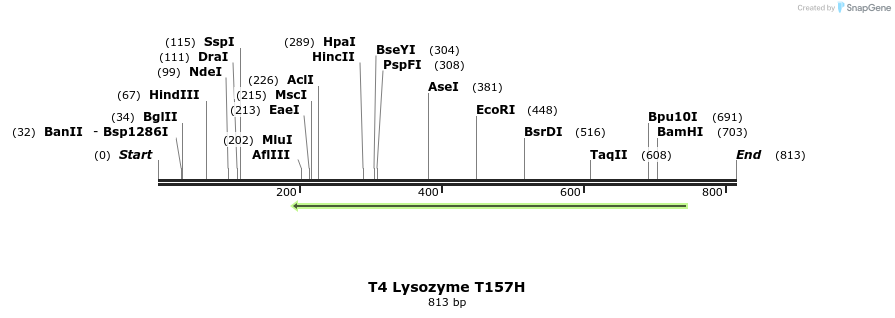 24428_map
