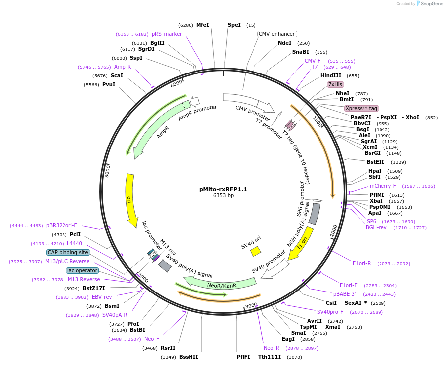 67841-plasmid-map-sequence-id-244286