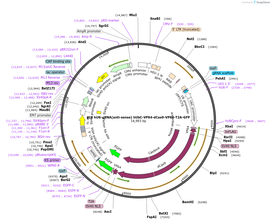 66707-plasmid-map-sequence-id-244291