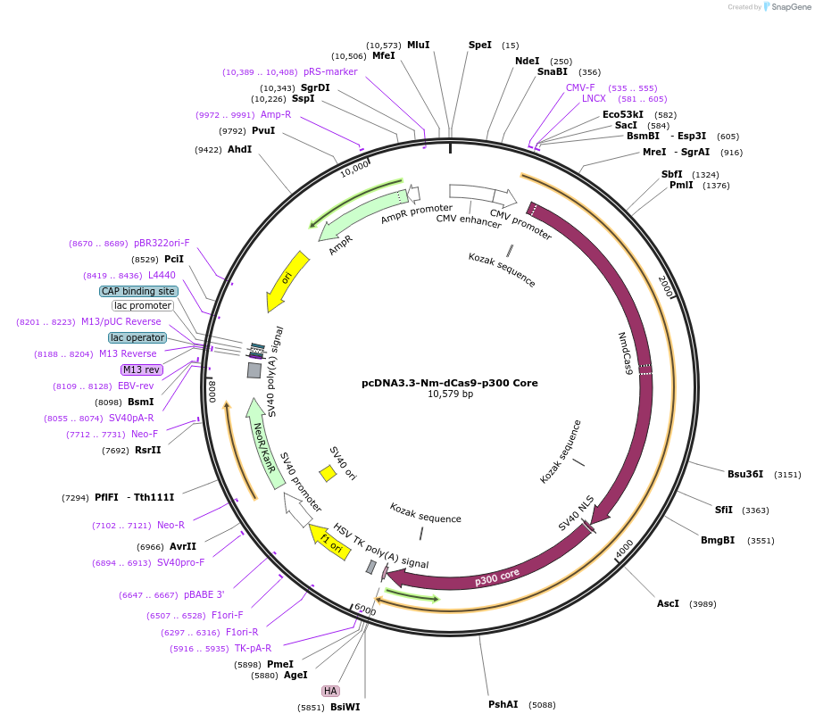 61365-plasmid-map-sequence-id-244292
