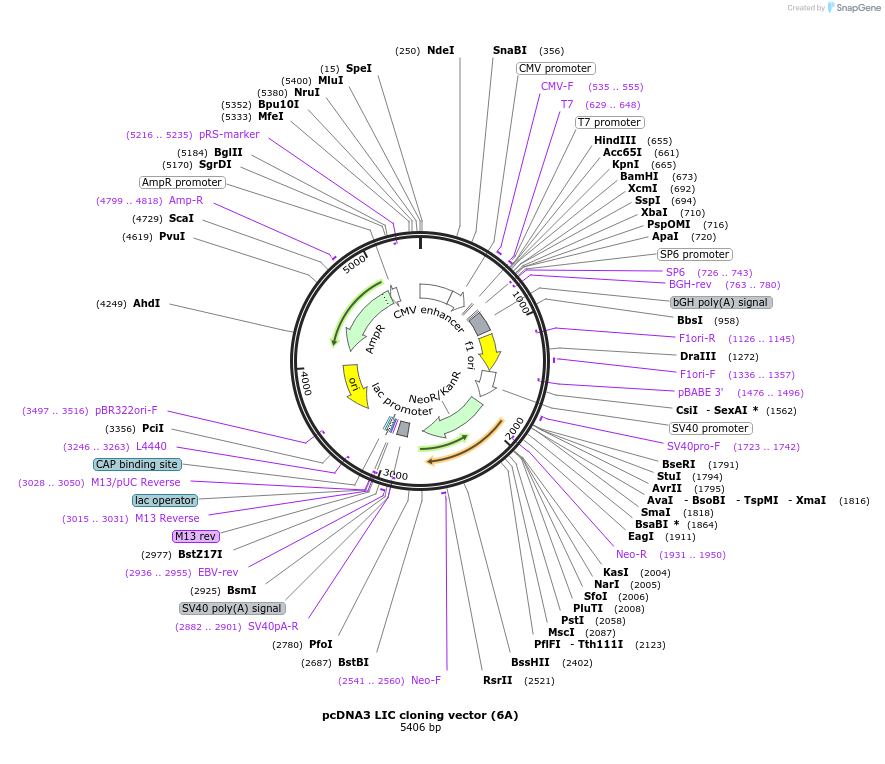 30124-plasmid-map-sequence-id-244293