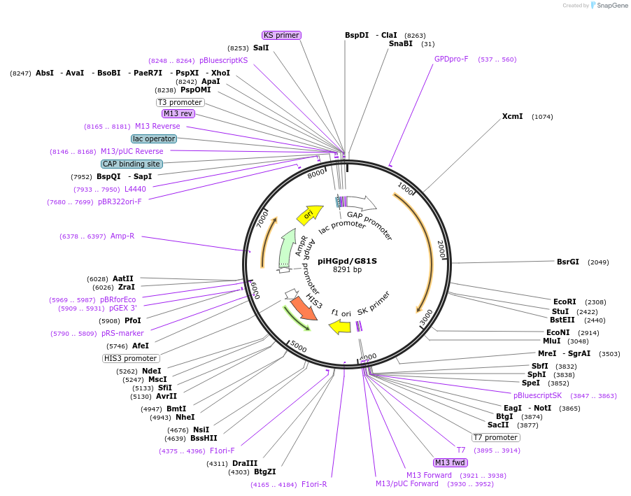 1111-plasmid-map-sequence-id-244294
