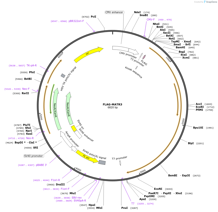 32880-plasmid-map-sequence-id-244297
