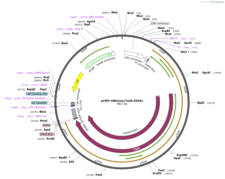 125648-plasmid-map-sequence-id-244301