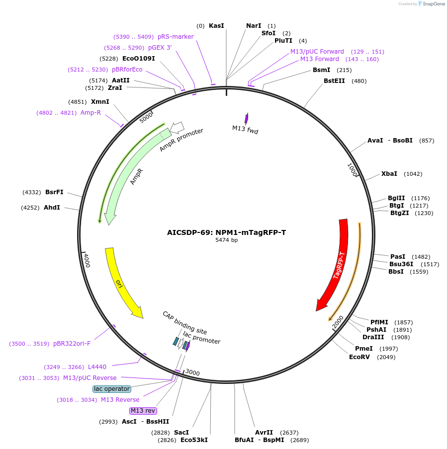 124608-plasmid-map-sequence-id-244304