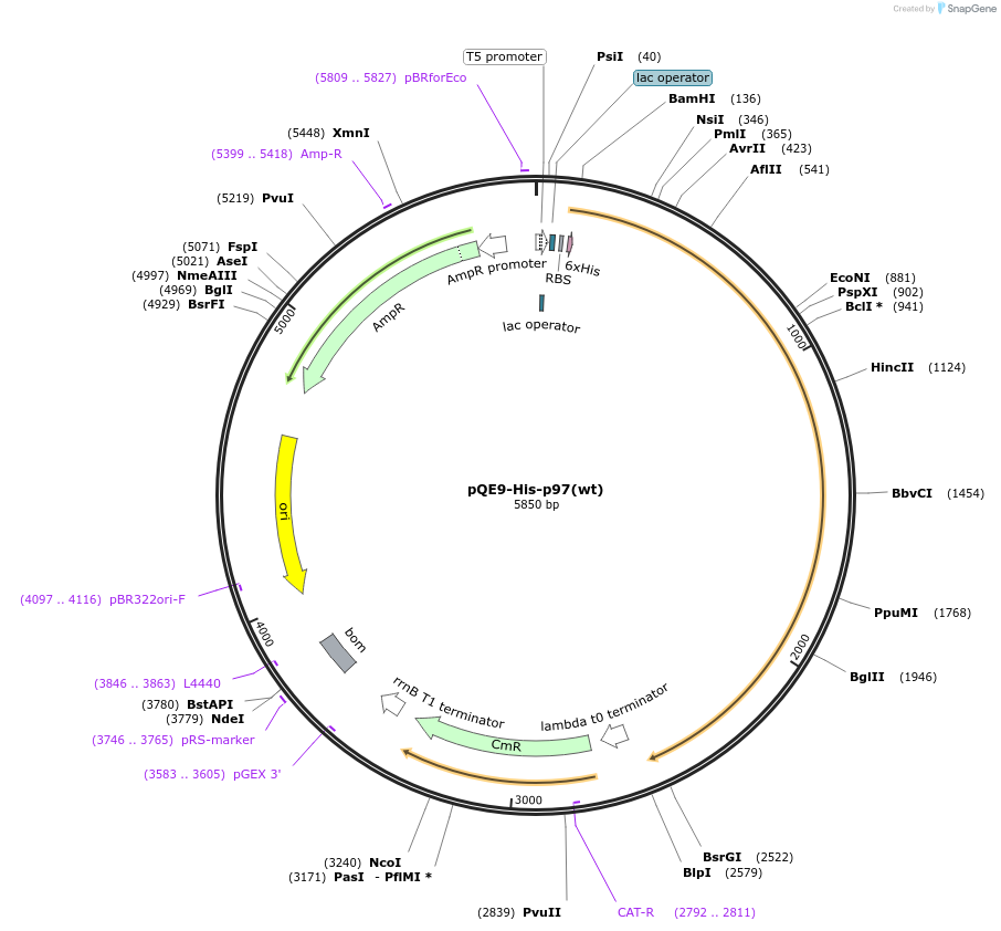 14666-plasmid-map-sequence-id-244315