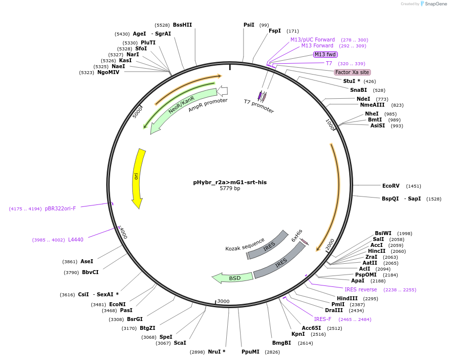 124802-plasmid-map-sequence-id-244317