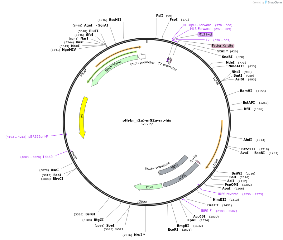 124803-plasmid-map-sequence-id-244318