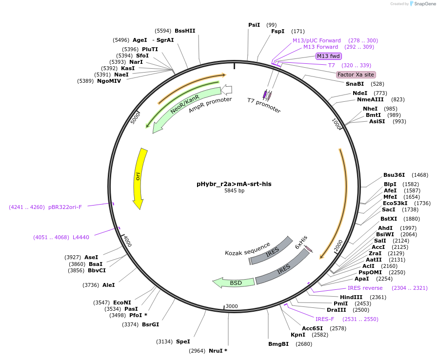 124806-plasmid-map-sequence-id-244320