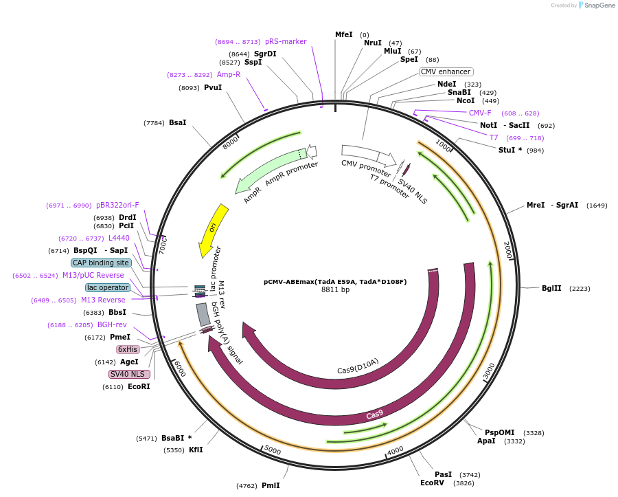 125654-plasmid-map-sequence-id-244321
