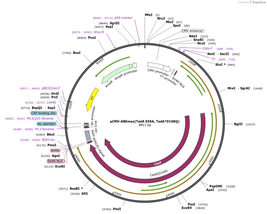 125655-plasmid-map-sequence-id-244323