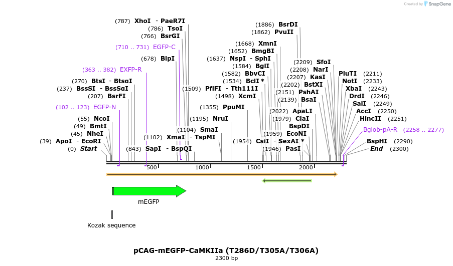 244331_map