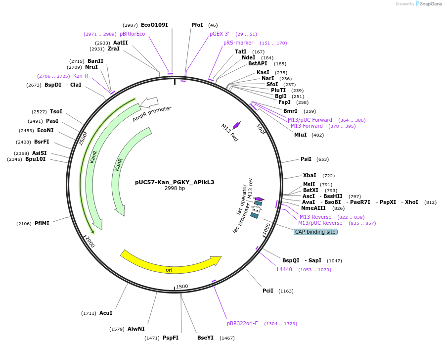 123652-plasmid-map-sequence-id-244332
