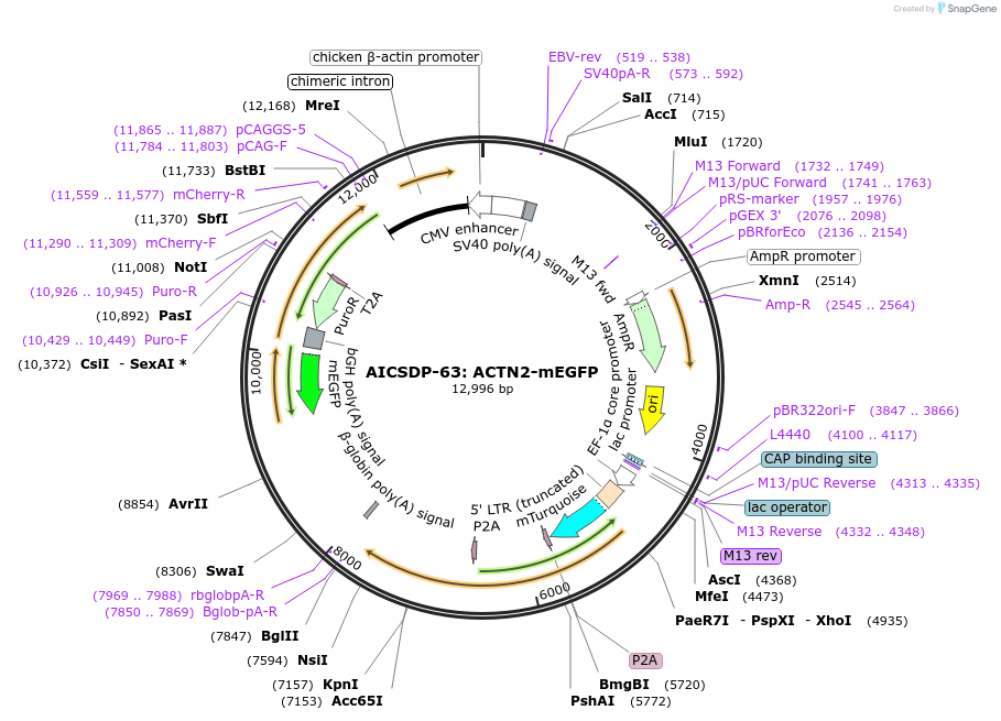 124607-plasmid-map-sequence-id-244336