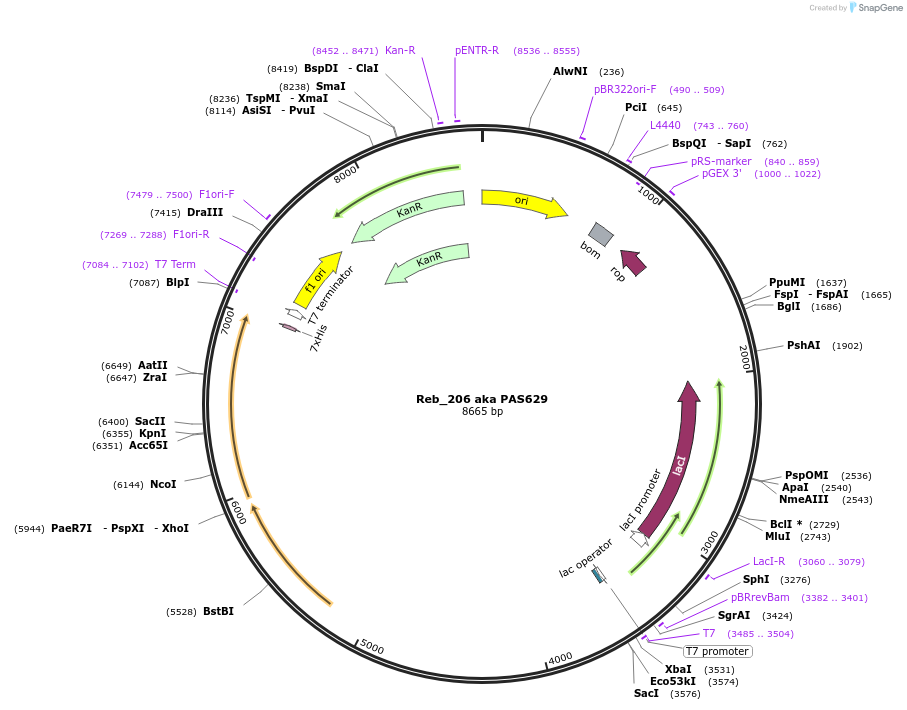 71234-plasmid-map-sequence-id-244339