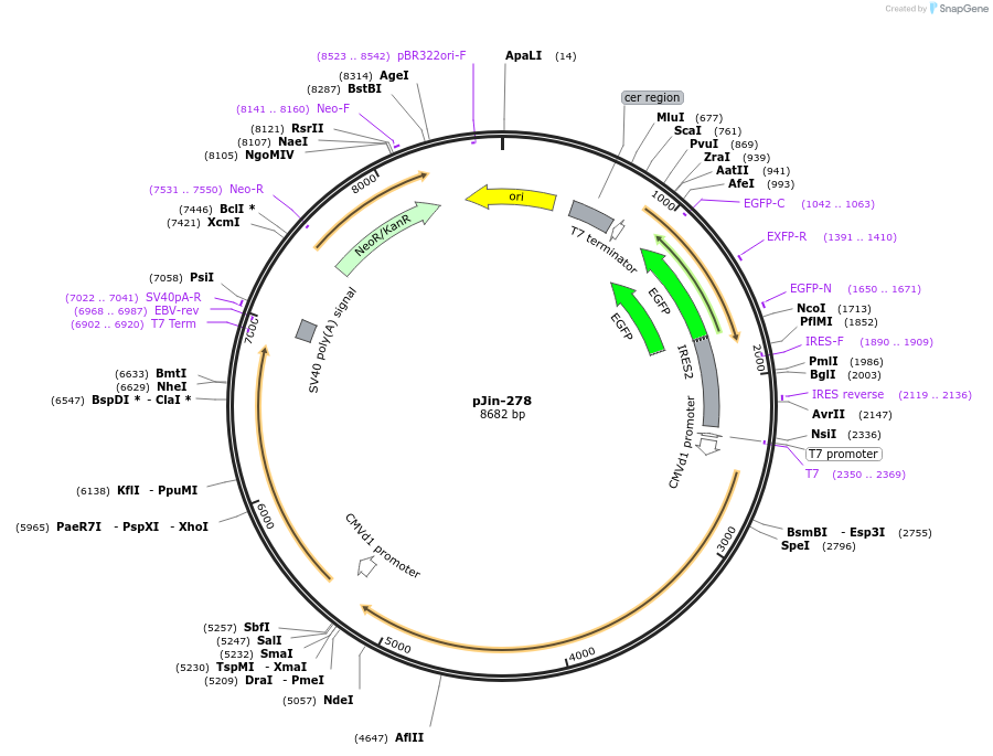 125714-plasmid-map-sequence-id-244341