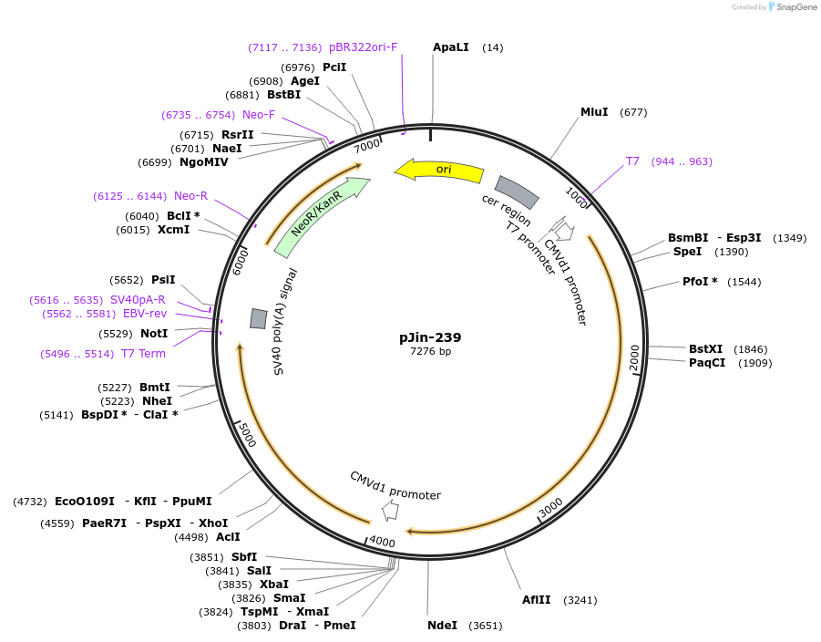 125716-plasmid-map-sequence-id-244343