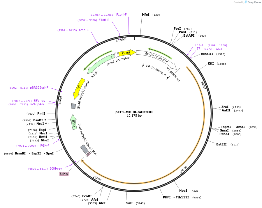 120541-plasmid-map-sequence-id-244344