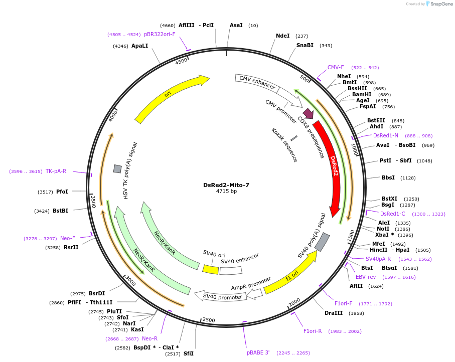 55838-plasmid-map-sequence-id-244346