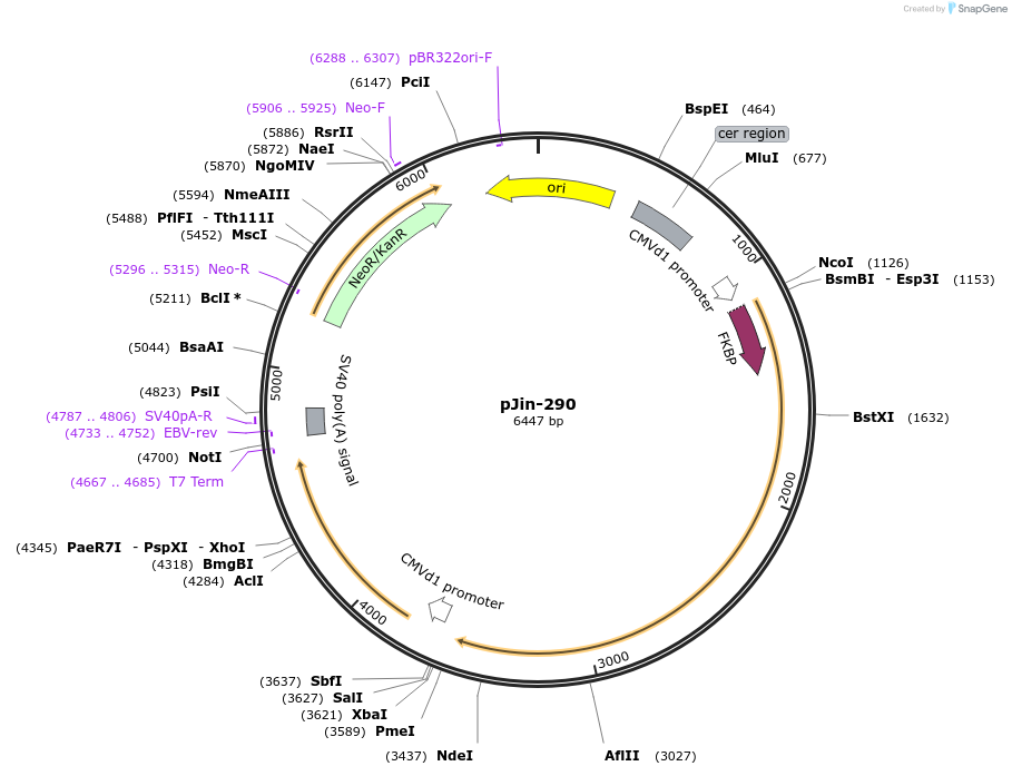 125718-plasmid-map-sequence-id-244348